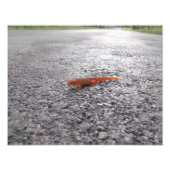 Waarom kruiste de salamander de weg? foto afdruk (Voorkant)
