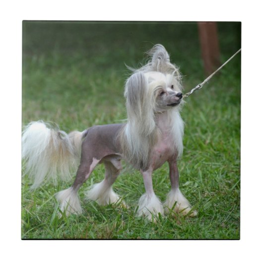 Waarschuwende Chinese Crested Dog Tegeltje (Voorkant)