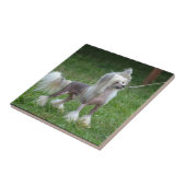 Waarschuwende Chinese Crested Dog Tegeltje (Zijkant)