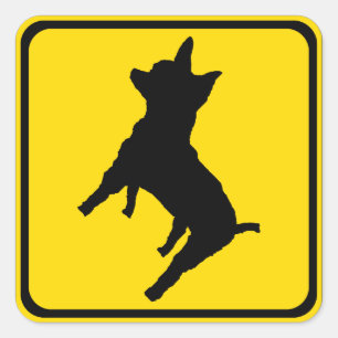 Waarschuwing - Chihuahua vooruit! Vierkante Sticker