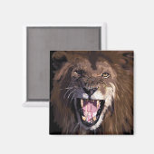 Waarschuwing leeuwmagneet magneet (Voorkant / Achterkant)