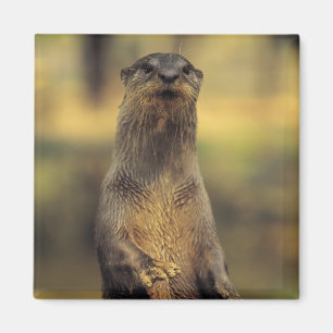 Waarschuwing Otter Magneet