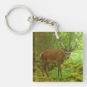 Waarschuwing Rode Hertenbok Wilde Natuur Schotland Sleutelhanger