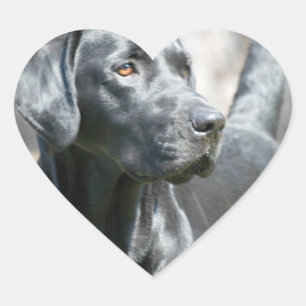 Waarschuwingsbassins met zwart lab hart sticker