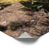 Waboom Protea (Protea Nitidia), Langeberg Poster (Hoek)