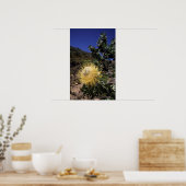 Waboom Protea (Protea Nitidia), Langeberg Poster (Keuken)