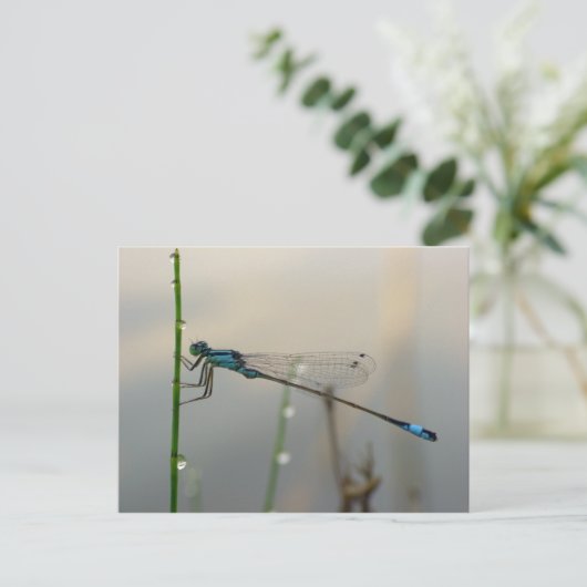 Wachten, Blauwe Damselfly macro Briefkaart (Staand voorkant)