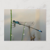 Wachten, Blauwe Damselfly macro Briefkaart (Voorkant)