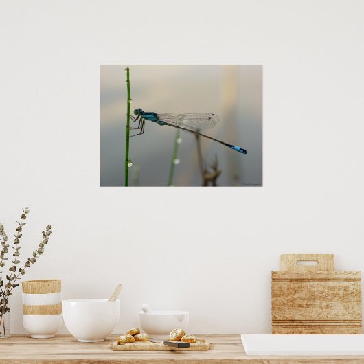 Wachten, Blue Damselfly dicht bij elkaar Poster (Keuken)