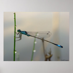 Wachten, Blue Damselfly dicht bij elkaar Poster