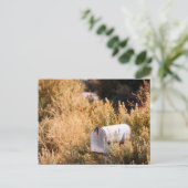 Wachten op de post. briefkaart (Staand voorkant)