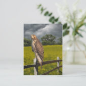 Wachten op het Storm - Red tail Hawk Briefkaart (Staand voorkant)