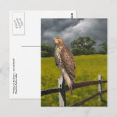 Wachten op het Storm - Red tail Hawk Briefkaart (Voorkant / Achterkant)