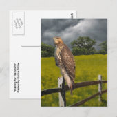 Wachten op het Storm - Red tail Hawk Briefkaart (Voorkant / Achterkant)
