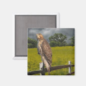 Wachten op het Storm - Red tail Hawk Magneet (Voorkant / Achterkant)