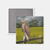 Wachten op het Storm - Red tail Hawk Magneet (Voorkant / Achterkant)
