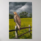 Wachten op het Storm - Red tail Hawk Poster (Voorkant)