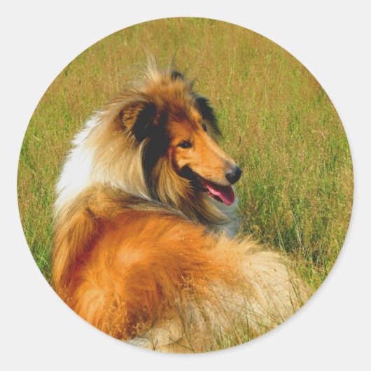 Wachten op je Rough Collie Ronde Sticker (Voorkant)