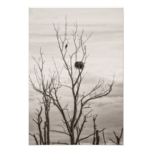 Wachten op leven foto afdruk