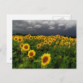 Wachten, Zonnebloem, stormen wolken Briefkaart (Voorkant / Achterkant)