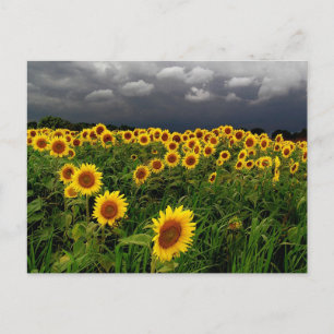 Wachten, Zonnebloem, stormen wolken Briefkaart