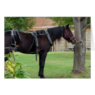 Wachtende Amish paard in landelijk Iowa