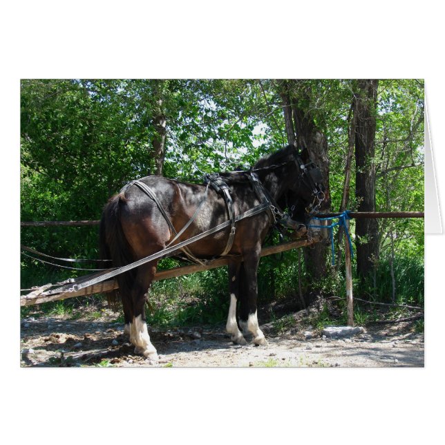 Wachtpaard (Voorkant Horizontaal)