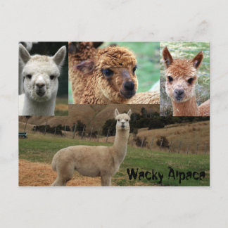 Wacky Alpaca Briefkaart