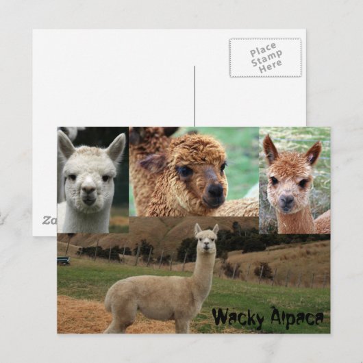 Wacky Alpaca Briefkaart (Voorkant / Achterkant)