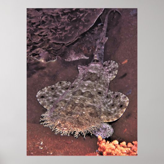 Wacky Weird Wobbegong Poster (Voorkant)