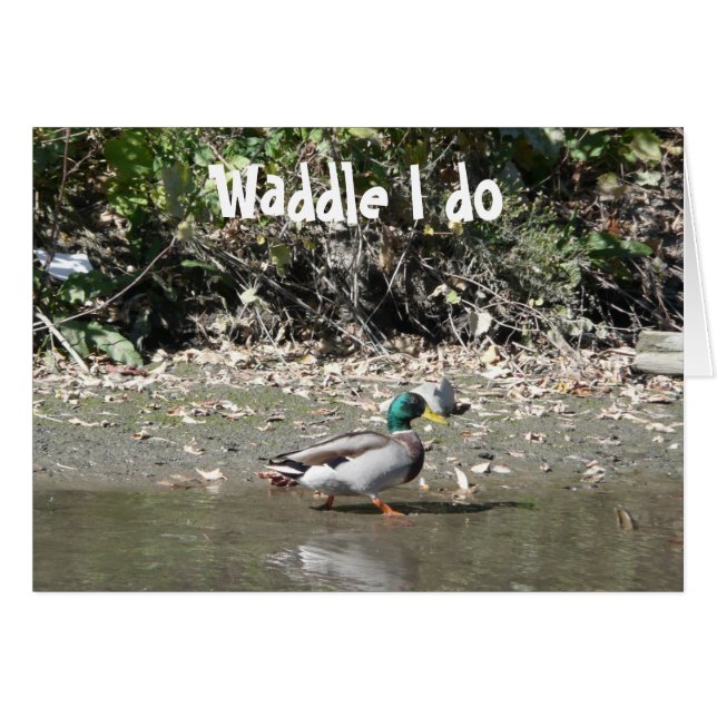 Waddle I do (Voorkant Horizontaal)