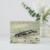 Wadi-Al-Hasa, Bedouin tent, Jordanië Briefkaart (Staand voorkant)