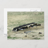 Wadi-Al-Hasa, Bedouin tent, Jordanië Briefkaart (Voorkant / Achterkant)