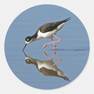 Wading Bird Calm Water Reflection Foto Natuur Ronde Sticker