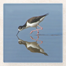 Wadvogel Met Waterreflectie Natuurfoto
