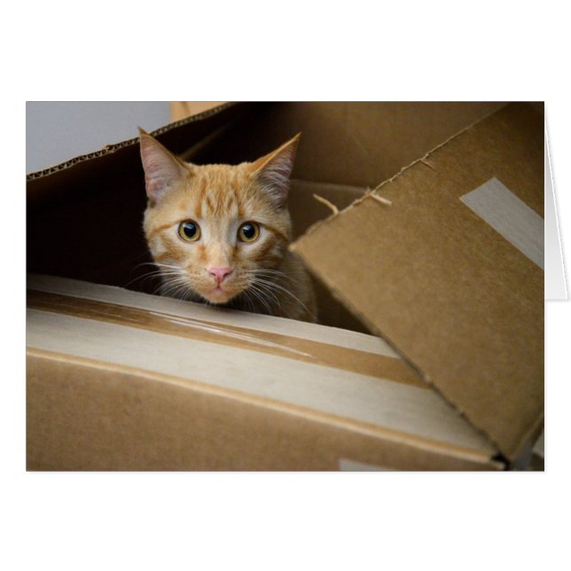 Wafels in een doos met Kat (Voorkant Horizontaal)