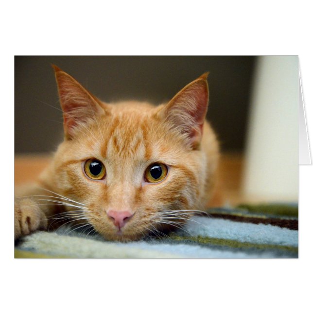 Waffels de Therapy Cat (Voorkant Horizontaal)