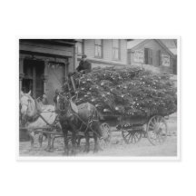 Wagonlading kerstbomen