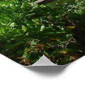 waikiki poster (Hoek)