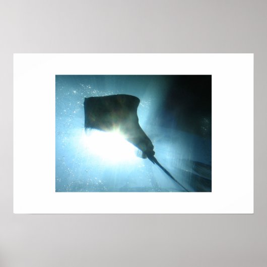 Waikiki Stingray Poster (Voorkant)