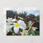 Waikoloa Plumerias Briefkaart 1 (Voorkant / Achterkant)
