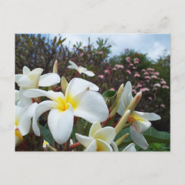Waikoloa Plumerias Briefkaart 1