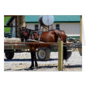 Waiting Amish Horse (Voorkant Horizontaal)