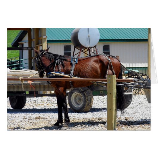 Waiting Amish Horse (Voorkant Horizontaal)