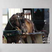 Waiting Amish Horse Poster (Voorkant)