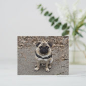 Waiting Pug Briefkaart (Staand voorkant)