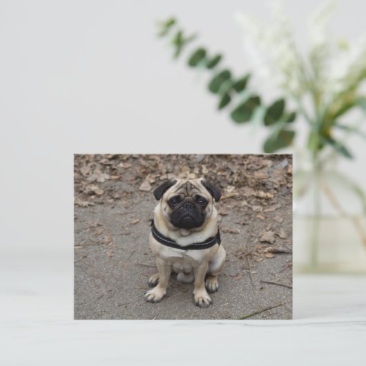 Waiting Pug Briefkaart (Staand voorkant)