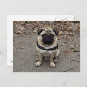 Waiting Pug Briefkaart (Voorkant / Achterkant)
