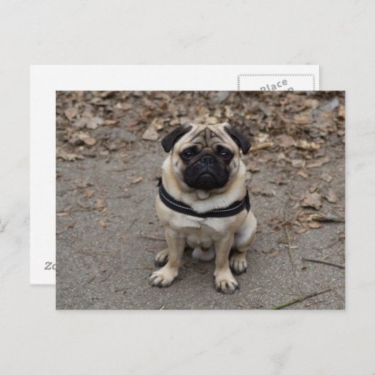 Waiting Pug Briefkaart (Voorkant / Achterkant)