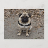 Waiting Pug Briefkaart (Voorkant)